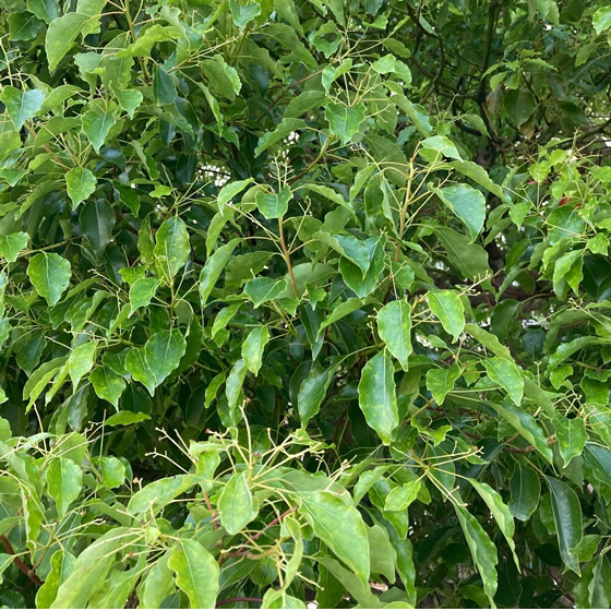 楽天市場】プラナロム ラヴィンサラ 10ml プラナロム アロマオイル