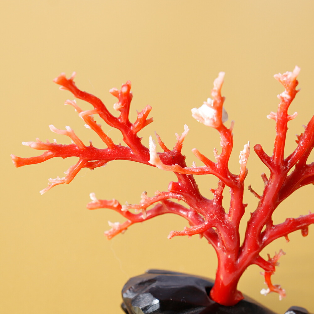 楽天市場】1点物 日本産血赤珊瑚『拝見』 3月 誕生石 珊瑚 置物 還暦祝