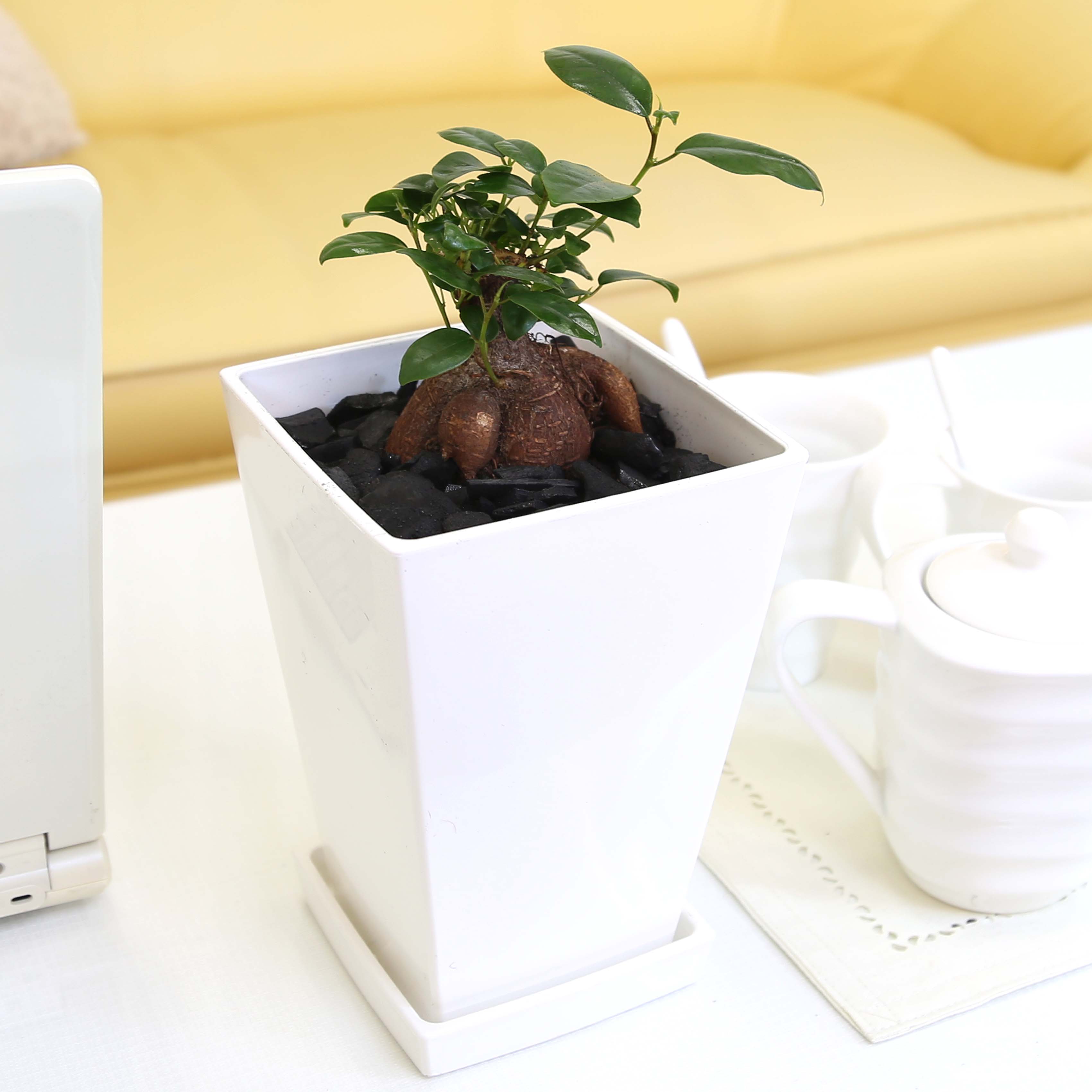 楽天市場】妖精がすむといわれている多幸の木 ガジュマル 5号 スクエア