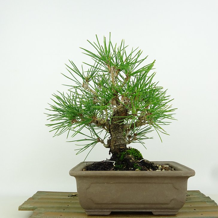 楽天市場】盆栽 松 黒松 樹高 約18cm くろまつ Pinus thunbergii