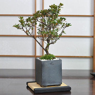 楽天市場】盆栽 さつき 皐月 ミニ盆栽 花 記念樹 鉢植え シンボル
