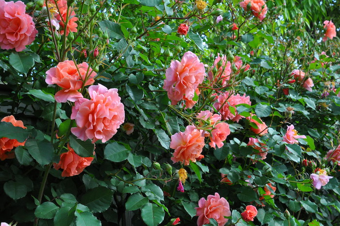 楽天市場】特価 【冬季大苗】バラ苗 サンセットグロウ 国産苗 6号