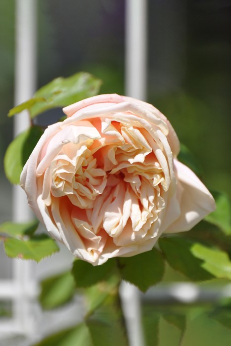 楽天市場】バラ苗【中苗】グロワールドゥディジョン 国産苗 6号鉢植え