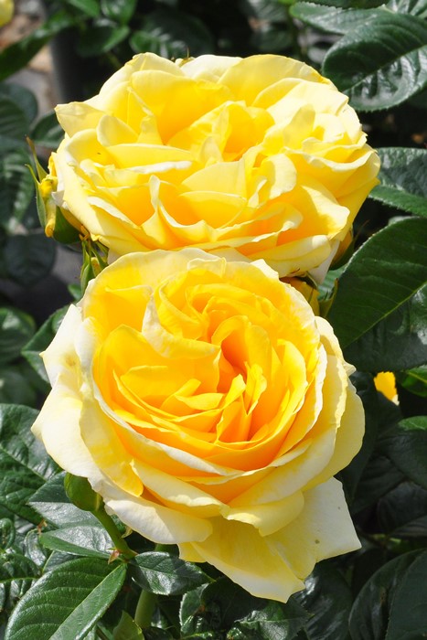 楽天市場】バラ苗【中苗】ミケランジェロ 国産苗 6号鉢植え品《J-CL20