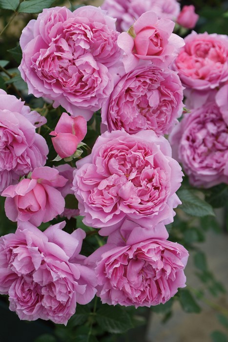 楽天市場】【冬季大苗】バラ苗 プリマヴィスタ 国産苗 6号鉢植え品