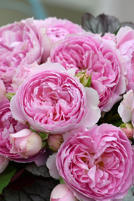 楽天市場】バラ苗【中苗】ロウラン【楼蘭】 国産苗 6号鉢植え品［農林