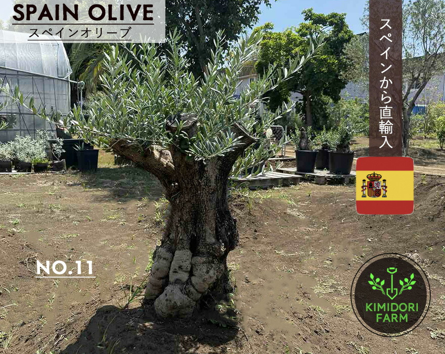 オリーブ 古木 盆栽 植木」の人気商品一覧 | 安い商品を通販サイトから