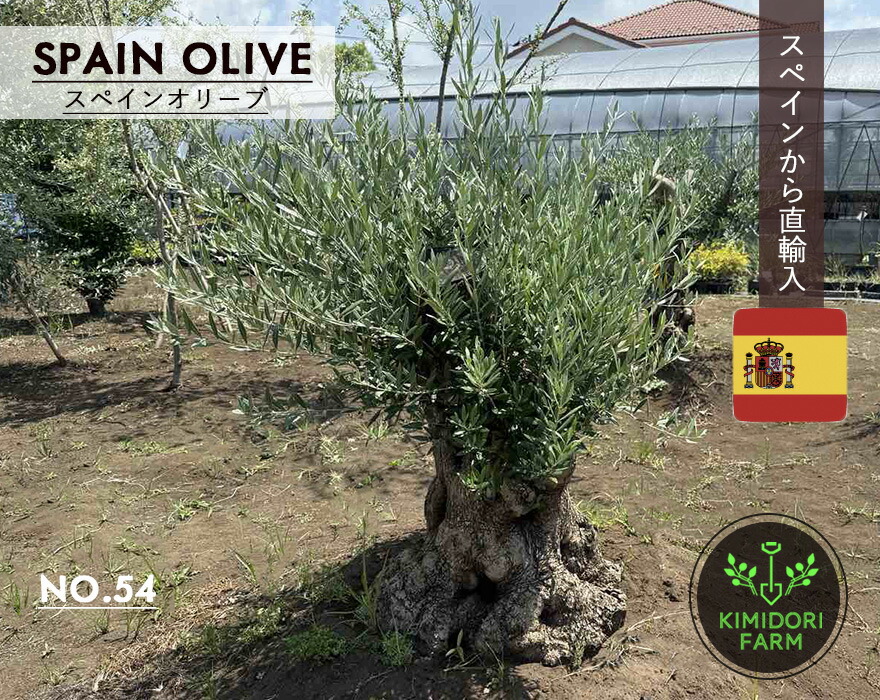 楽天市場】スペインオリーブ 古木 NO.54 オリーブの木 シンボルツリー