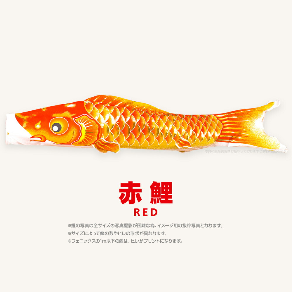 楽天市場】【スーパーセールP最大14倍】 こいのぼり 単品 鯉のぼり 焔