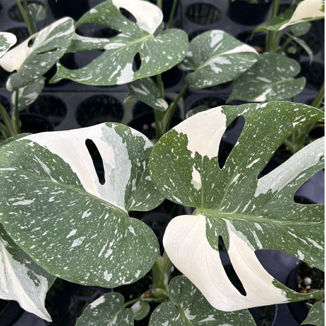 楽天市場】観葉植物 モンステラ 4号 タイコンステレーション 斑入り