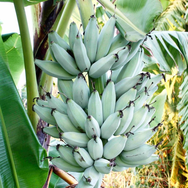 楽天市場】【バショウ属】バナナの苗アイスクリームブルーバナナ 4号