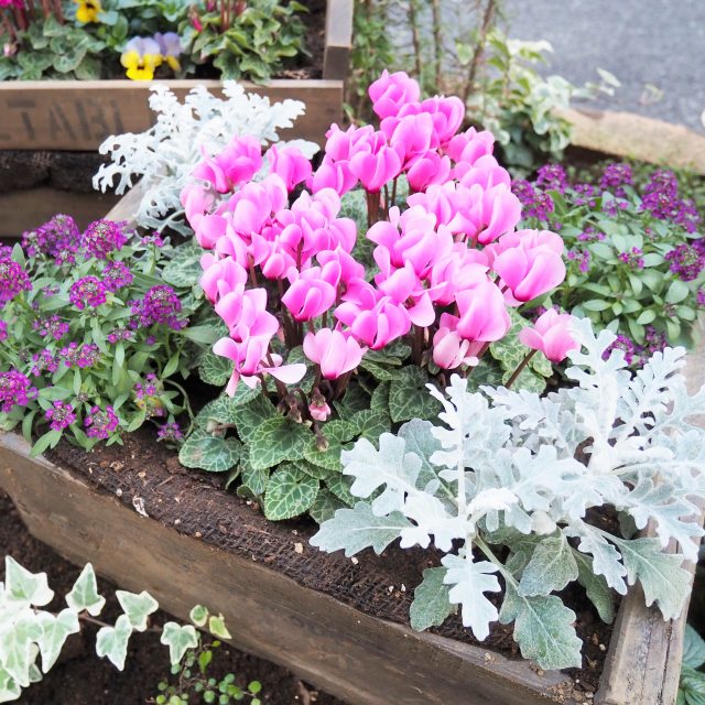 楽天市場】【セツブンソウ属】黄花節分草 2.5号ポット : 産直花だん屋