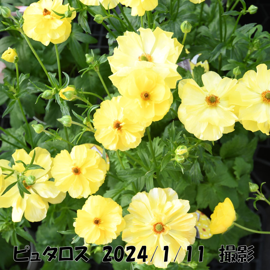 楽天市場】ラナンキュラス ラックス 5号鉢 アウラ エリス ティーバ