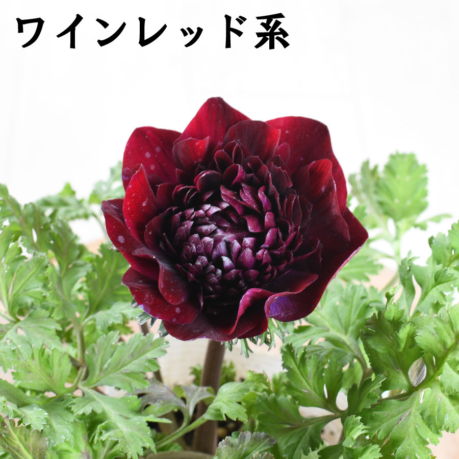 楽天市場】【決算特価セール！】 アネモネ ファネモス ダブルルージュ