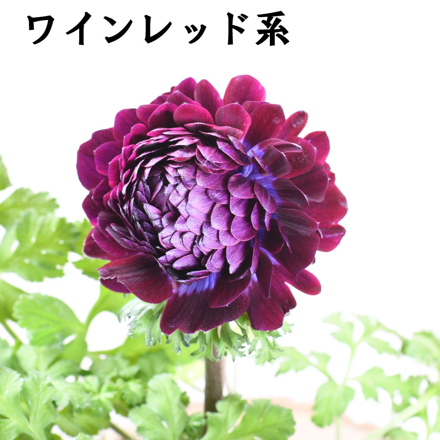 楽天市場】【決算特価セール！】 アネモネ ファネモス ダブルルージュ