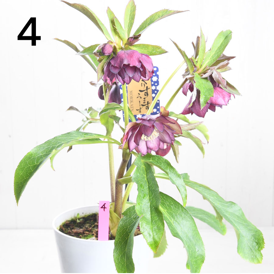 楽天市場】クリスマスローズ 【森花園さん】【現品販売】 ダブルエレン