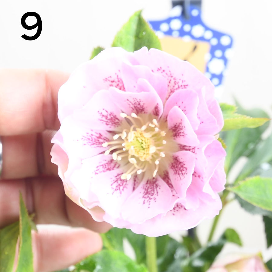 楽天市場】クリスマスローズ 【森花園さん】【現品販売】 ダブルエレン