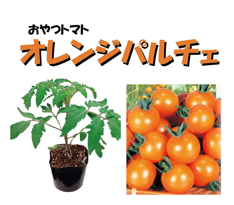 楽天市場】野菜苗 トマト苗 オレンジパルチェ とまと 3号ポット 接木苗