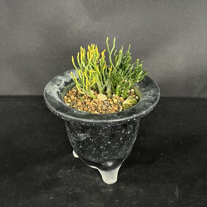 楽天市場】【現品販売】松葉蘭 青龍角 3.5号観音鉢 マツバラン 古典