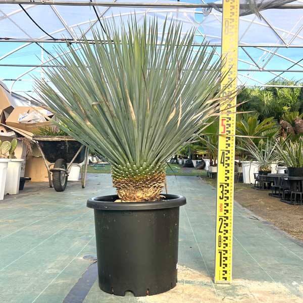 ロストラータ ユッカ」の人気商品一覧 | 安い商品を通販サイトから探す