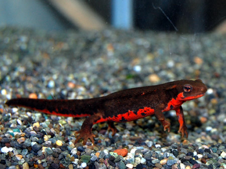 楽天市場】アカハライモリ : フォーカス