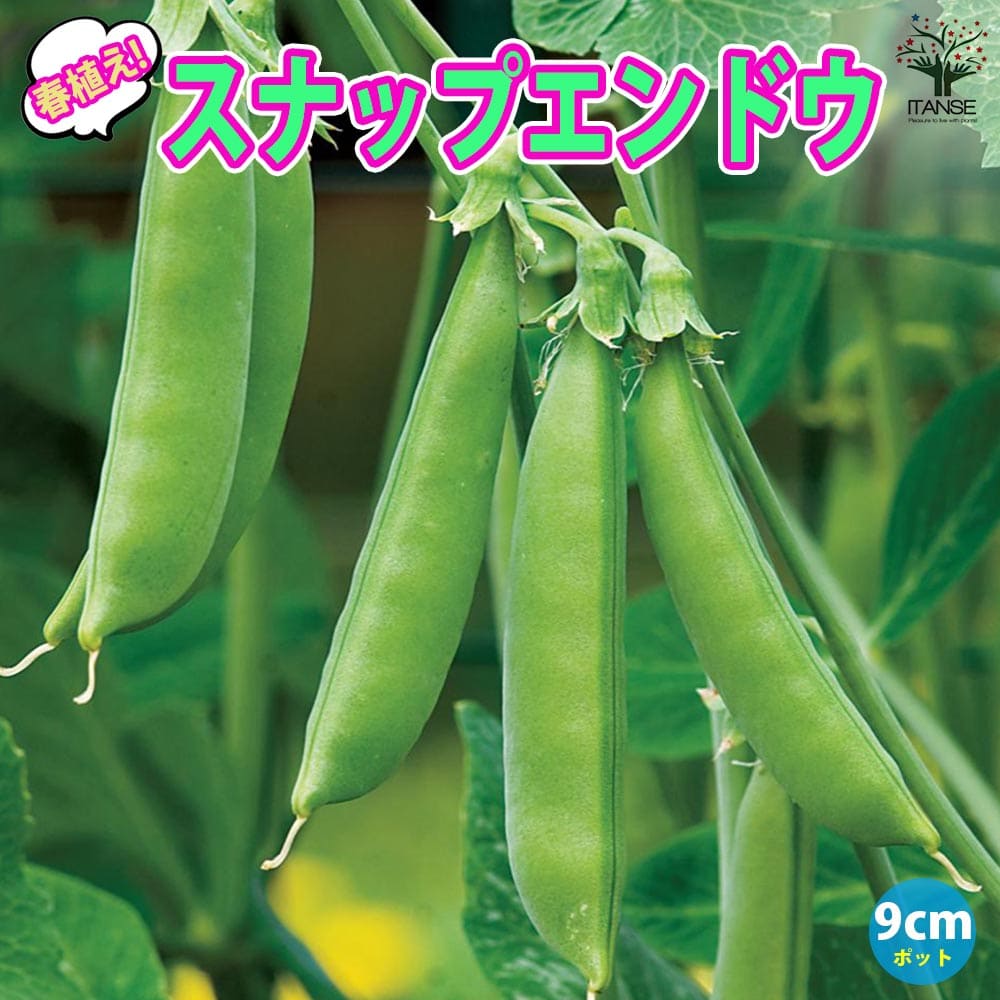 楽天市場】さやえんどう 苗の通販
