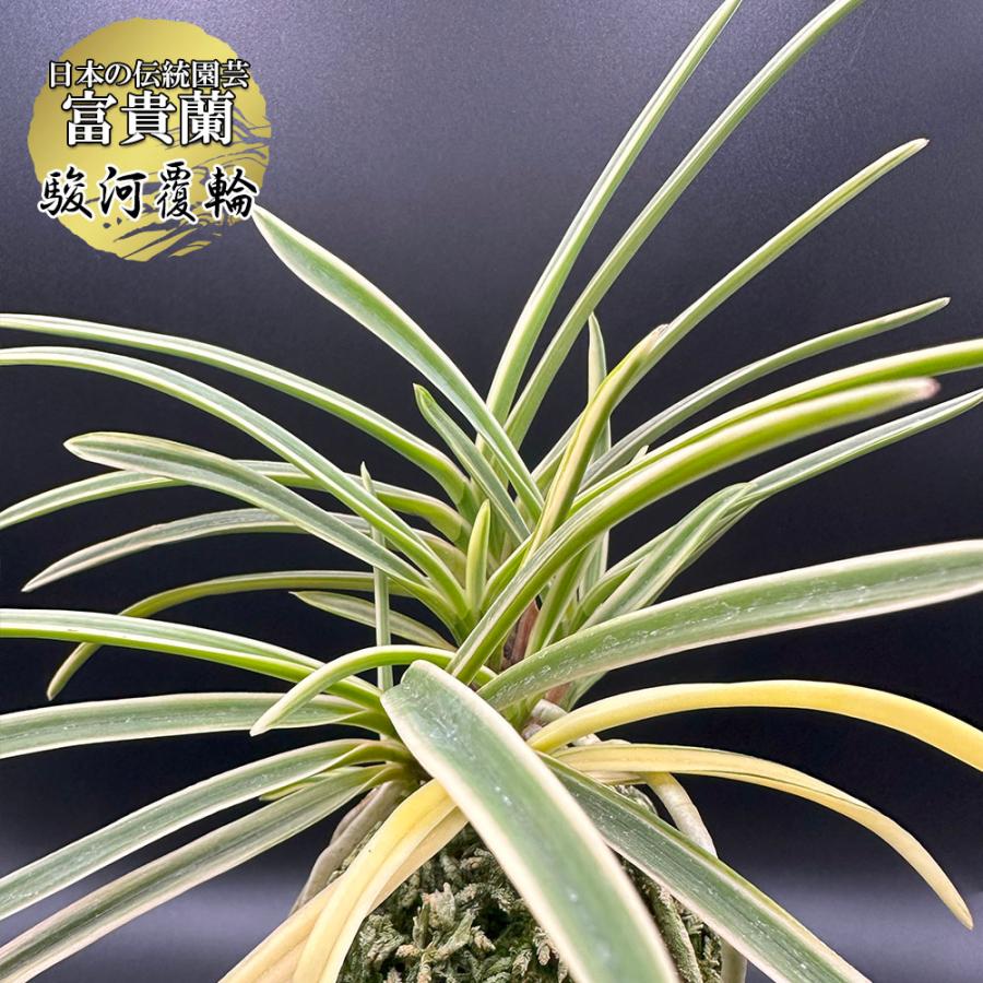 楽天市場】富貴蘭 駿河覆輪 6本立 【現品】 S18 フウキラン フウラン