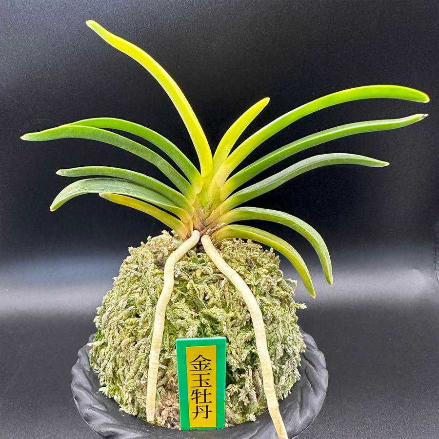 楽天市場】【2個同時購入10％OFFクーポン配布中】 富貴蘭 風蘭 蘭 金玉