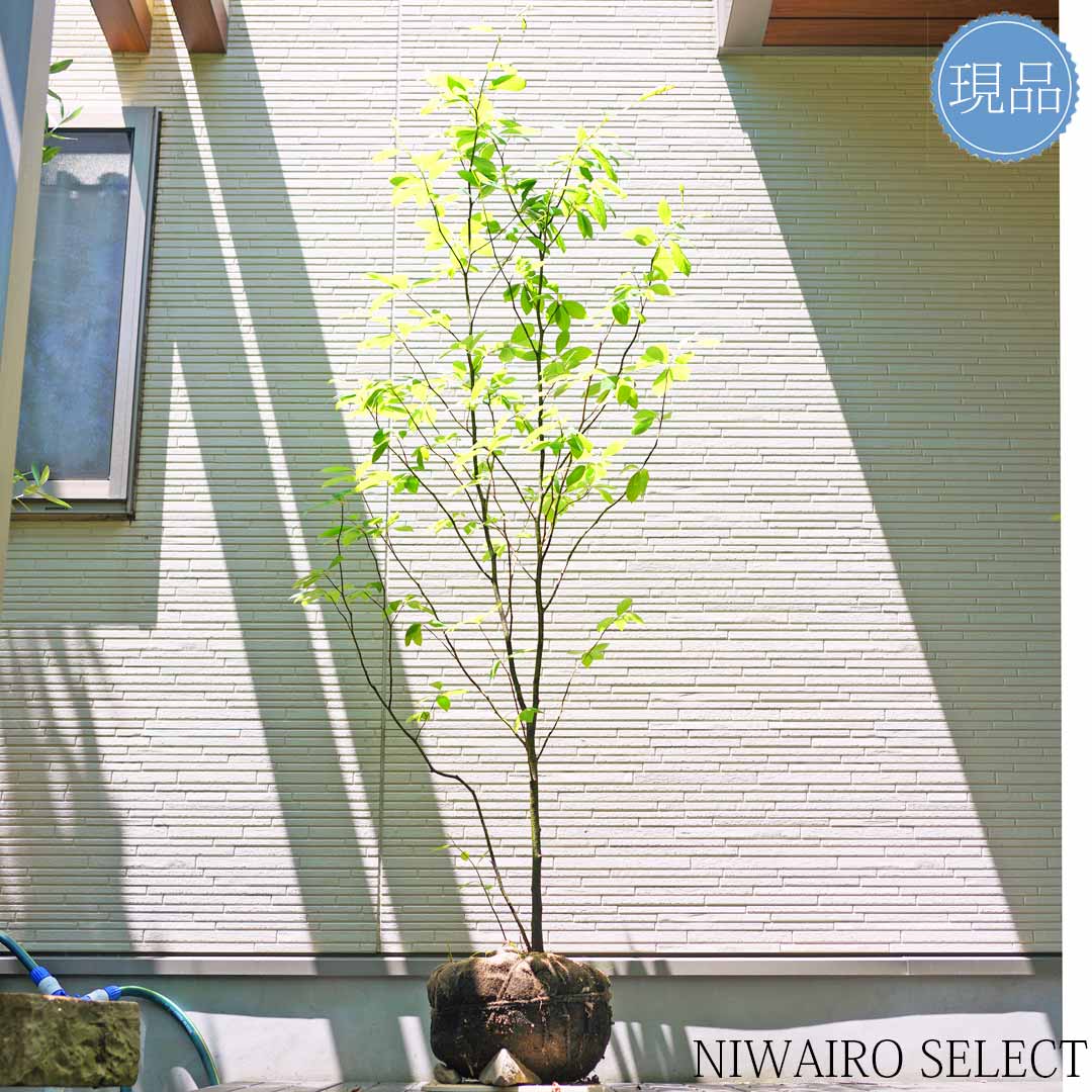 楽天市場】【クロモジ】 黒文字 株立ち 自然風樹形 樹高H≒185 × 枝張W