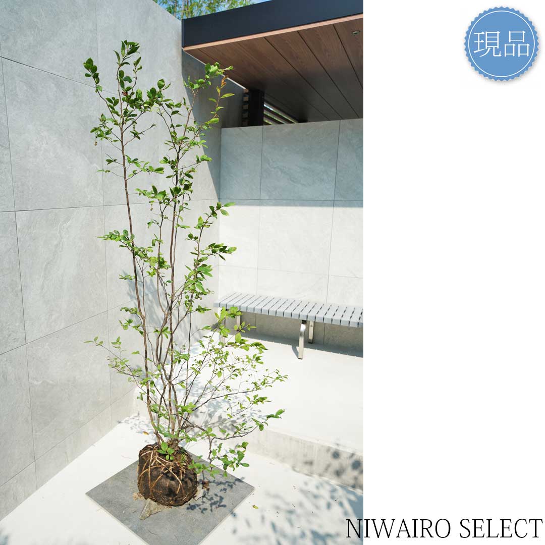 楽天市場】【現品】山採り【ナツハゼ】夏櫨 本株立ち 自然風樹形 樹高H