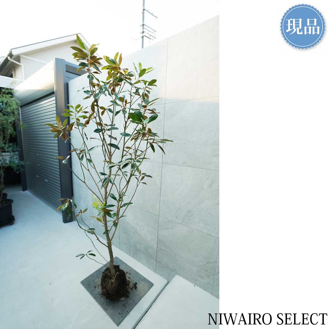 楽天市場】【現品】【リトルジェム】タイサンボク 矮性 自然風樹形