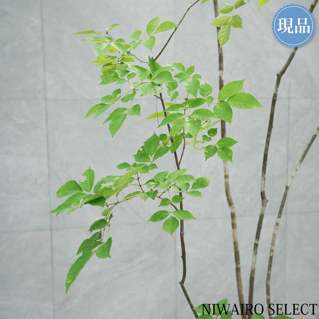 楽天市場】【現品】山採り【アオダモ】株立ち 自然風樹形