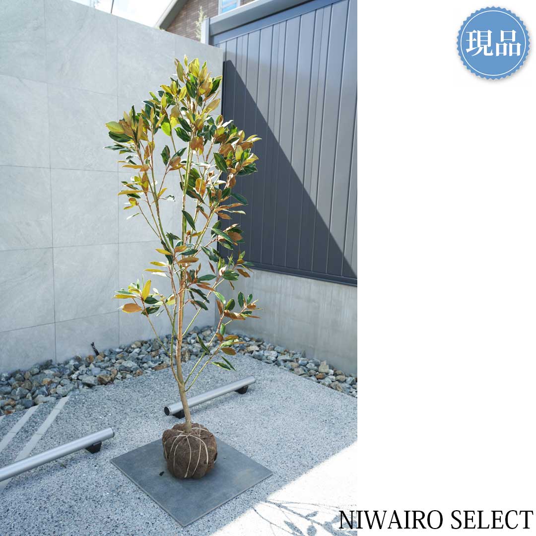 楽天市場】【現品】【リトルジェム】タイサンボク 矮性 自然風樹形