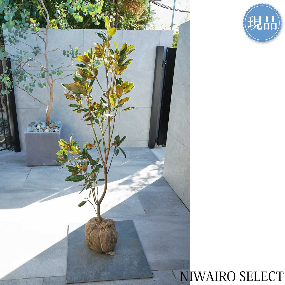 楽天市場】【現品】【リトルジェム】タイサンボク 矮性 自然風樹形