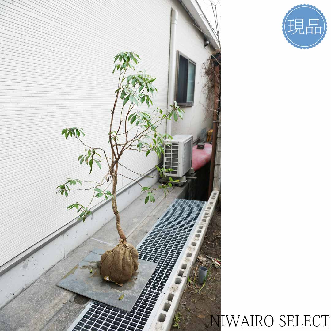 楽天市場】【現品】山採り【アセビ】白花 馬酔木 自然風樹形 樹高H