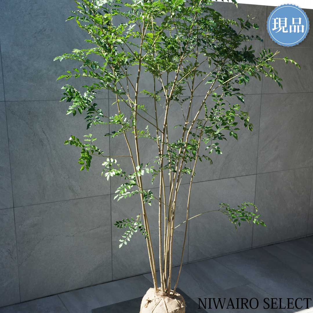 楽天市場】【現品】【シマトネリコ】株立ち 自然風樹形 樹高H≒180