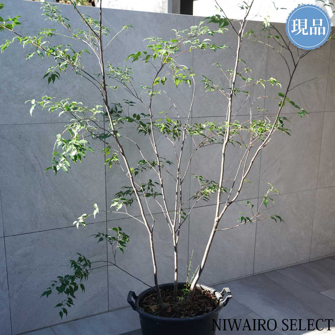 楽天市場】【現品】山採り【ハイノキ】株立ち 自然風樹形 樹高H≒200