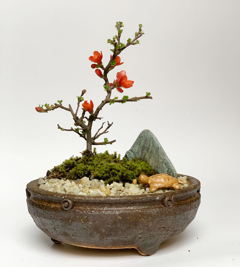 楽天市場】盆栽 長寿梅 紅花 紅長寿梅 亀付き 紅長寿梅の盆栽 信楽茶鉢