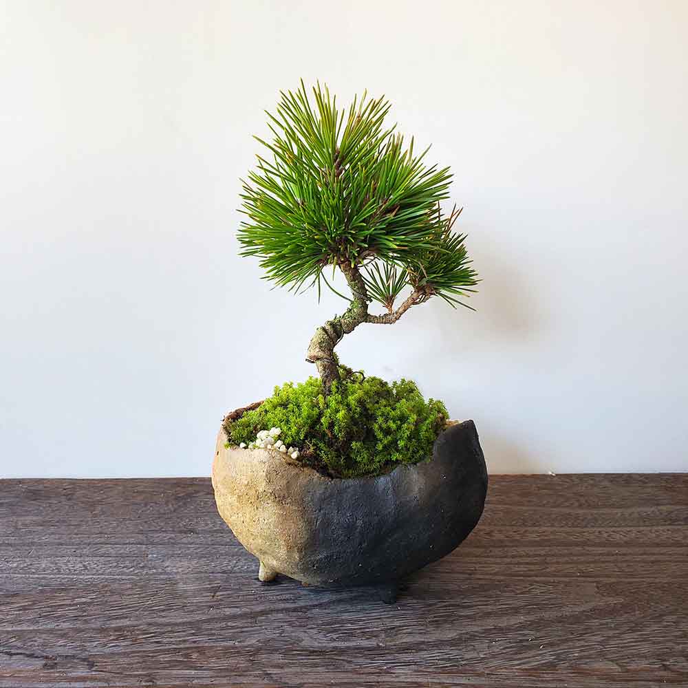 楽天市場】盆栽 黒松 くろまつ 盆栽 鉢 作家 真山茜 炭化焼〆 ぼんさい