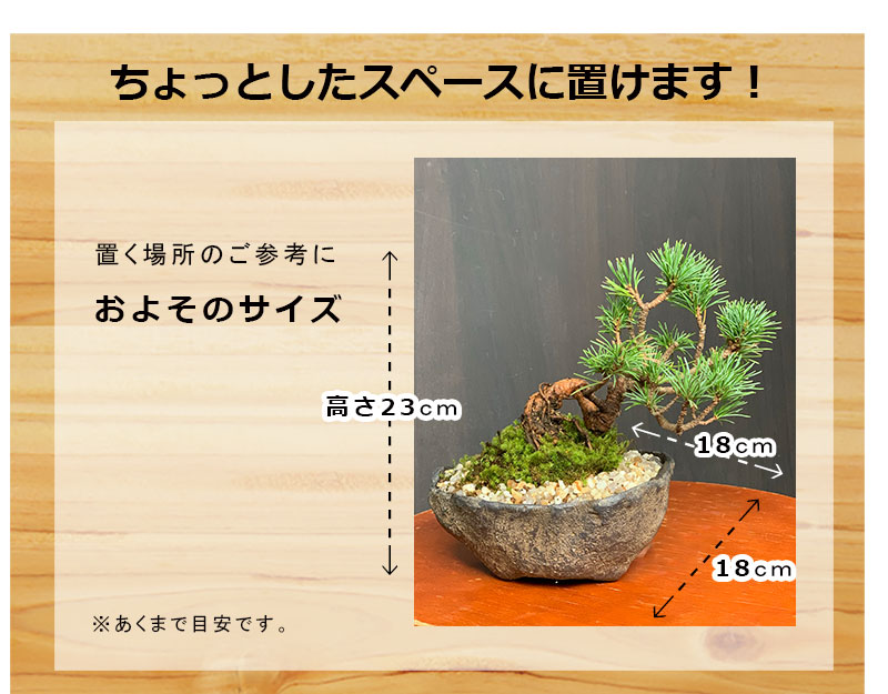 楽天市場】盆栽 五葉松 ゴヨウマツ くらま岩風鉢 鞍馬 ミニ盆栽