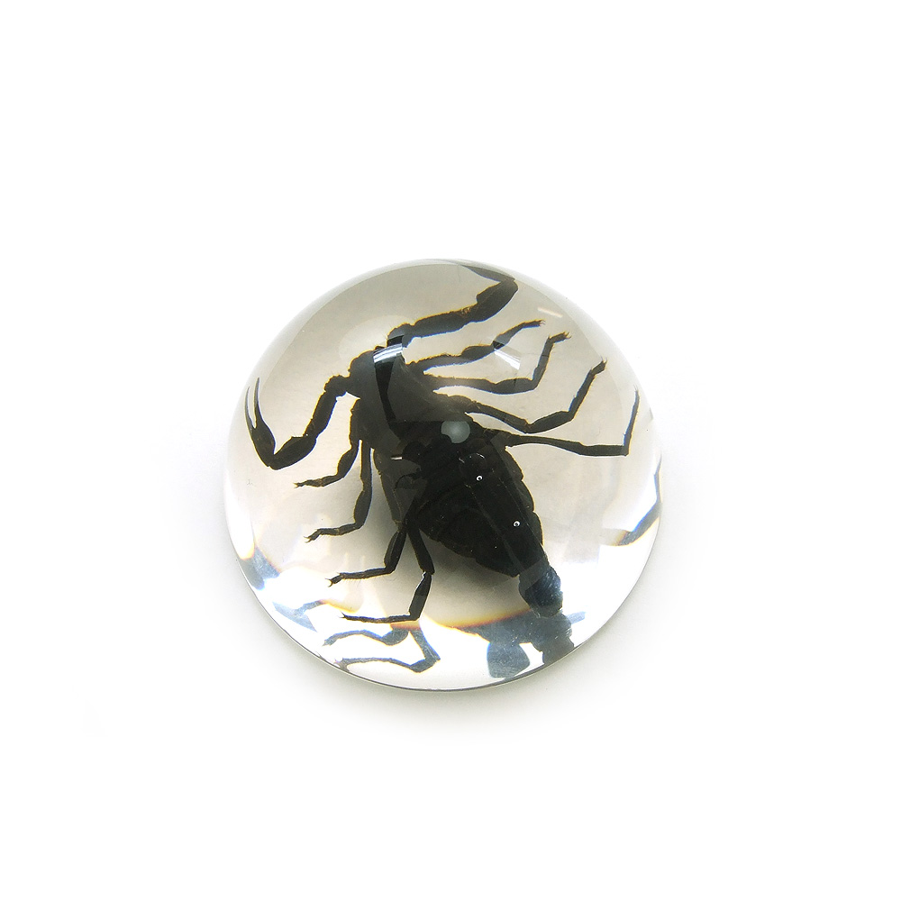 楽天市場】サソリ 標本の通販