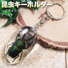 楽天市場】【数量限定】《インパクト満点》昆虫キーホルダー［パプア