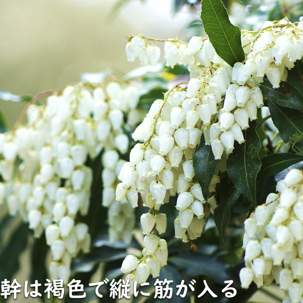 楽天市場】アセビ 1m 露地 苗 : トオヤマグリーン