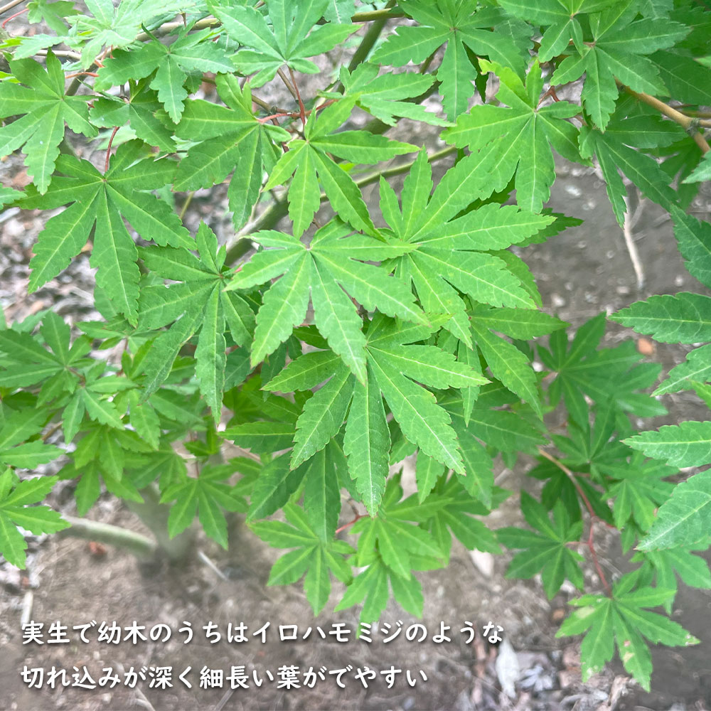 楽天市場】コハウチワカエデ 実生 1.2m 15cmポット 4本 苗 : トオヤマ
