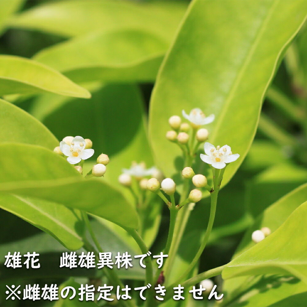 楽天市場】ソヨゴ 単木 1.7m 露地 2本 苗木 : トオヤマグリーン