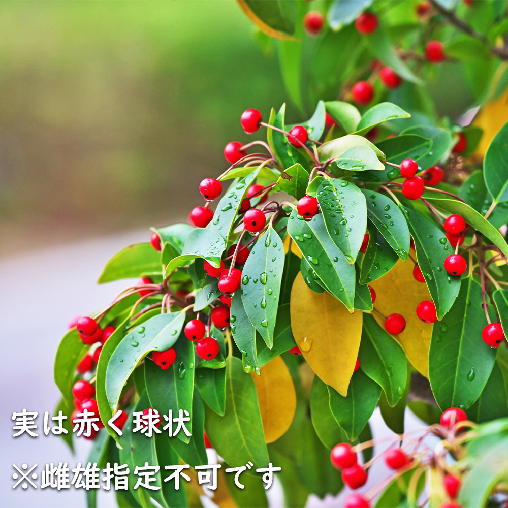 楽天市場】ソヨゴ 単木 1.7m 露地 2本 苗木 : トオヤマグリーン