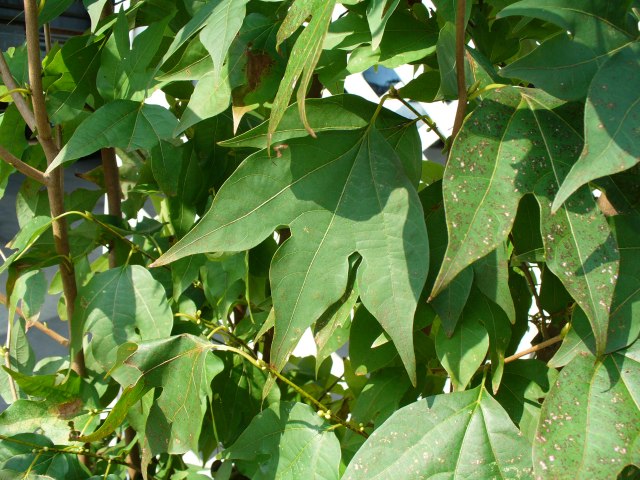 楽天市場】シロモジ 株立ち 1.5m 露地 苗木 : トオヤマグリーン