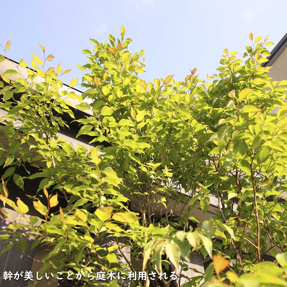 楽天市場】ヒメシャラ 株立ち 2.5m 露地 2本 苗木 : トオヤマグリーン