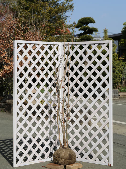 楽天市場】シロモジ 2m 露地 苗木 : トオヤマグリーン