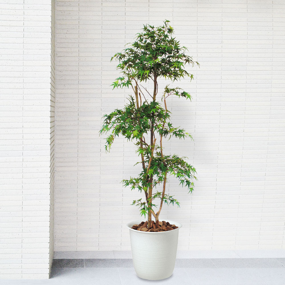 楽天市場】もみじ モミジ フェイクグリーン 大型 おしゃれ 人気 リアル